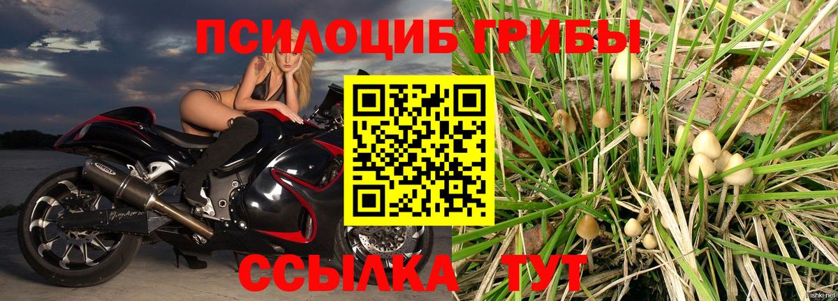 Псилоцибиновые грибы Psilocybine cubensis  купить наркоту  Вход с VPN  Новодвинск  Галлюциногенные грибы GOLDEN TEACHER 